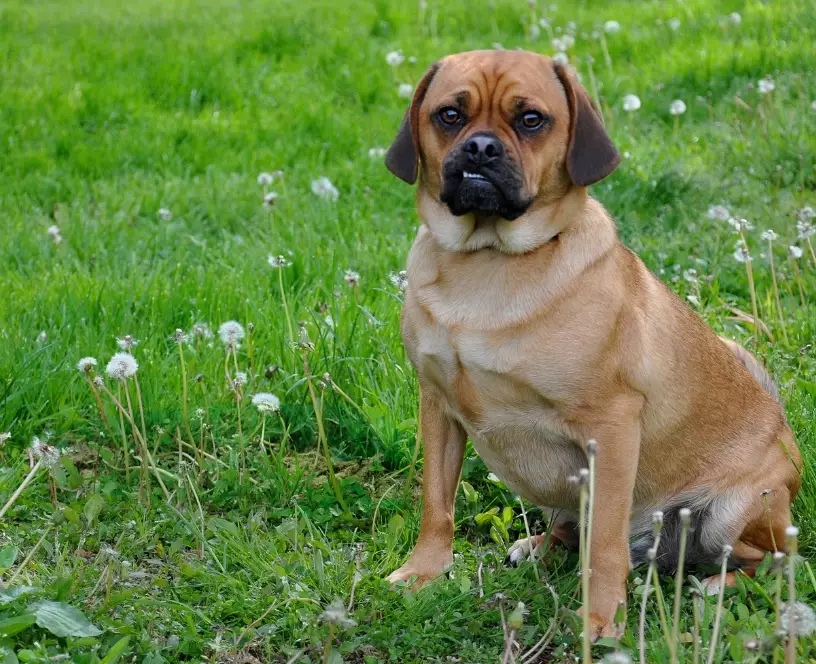 puggle puppy