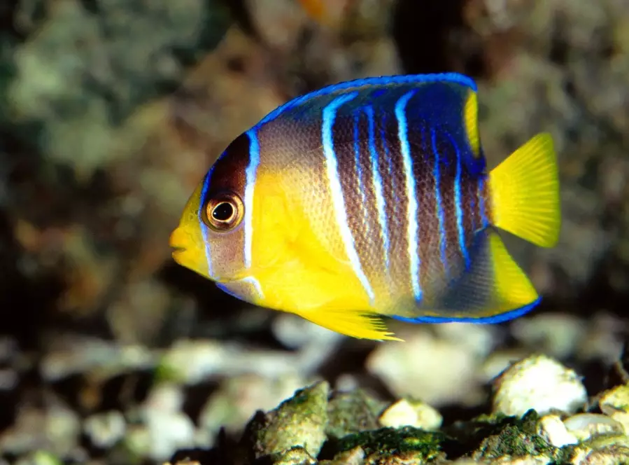 angelfish care