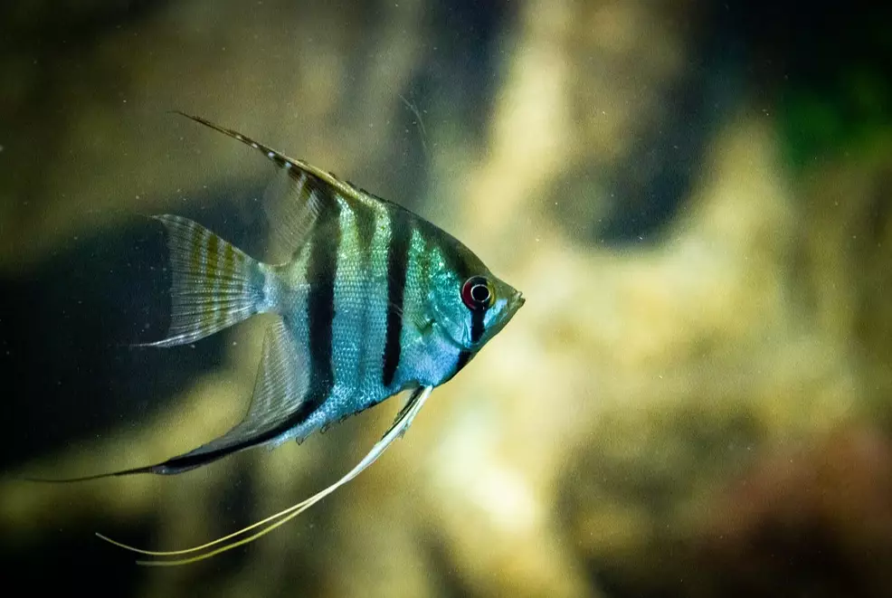 angelfish tank setup angelfish tank setup