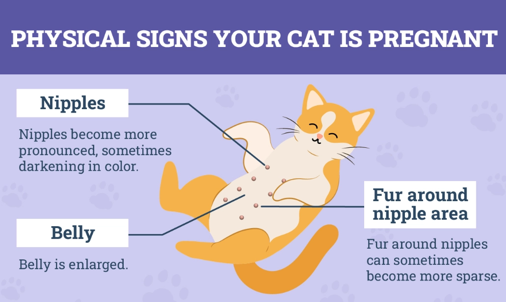 cat pregnancy timeline cat pregnancy timeline