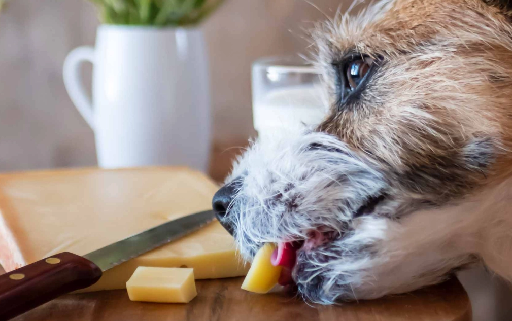 is cheese bad for dogs