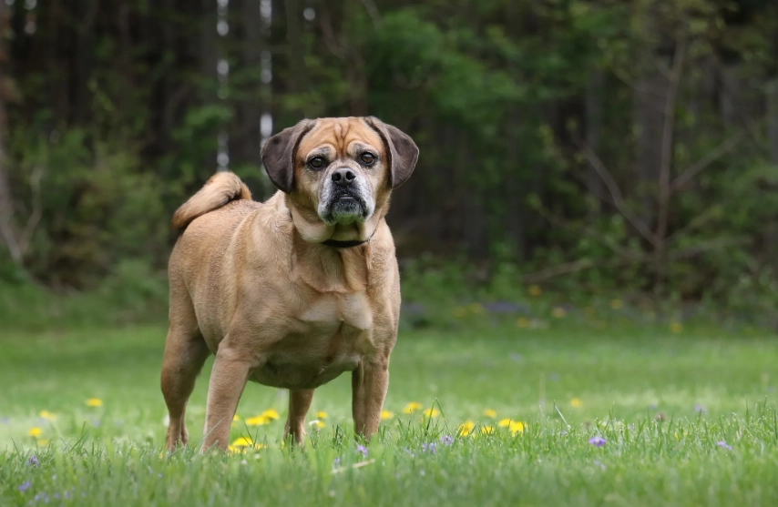 puggle dog