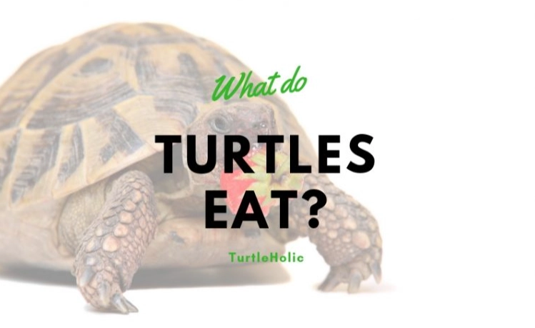 what do turtles eat