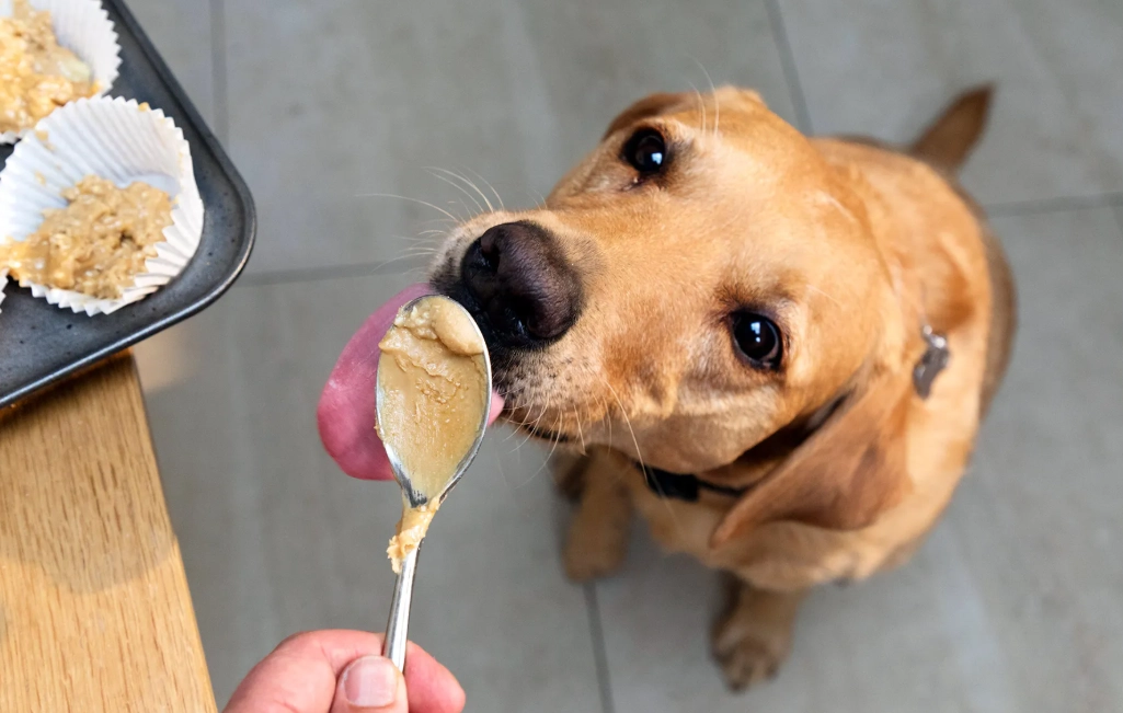 can dogs eat peanuts
