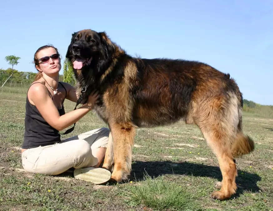 leonberger temperament leonberger temperament