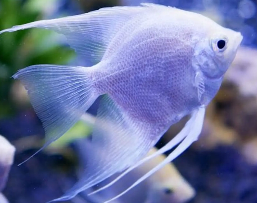 freshwater angelfish freshwater angelfish