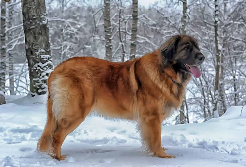 leonberger dog leonberger dog