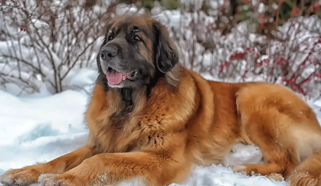 leonberger temperament leonberger temperament