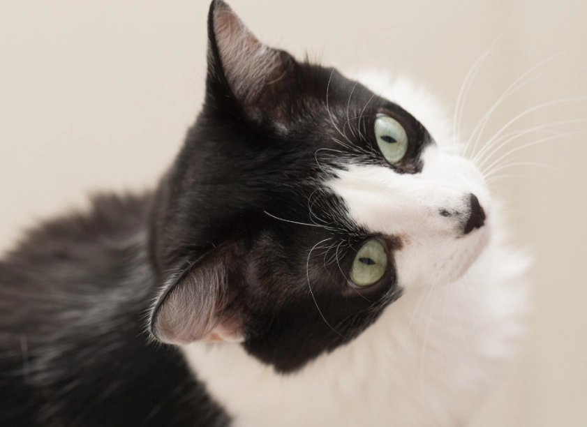 cat years to human years