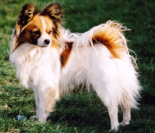 papillon dog