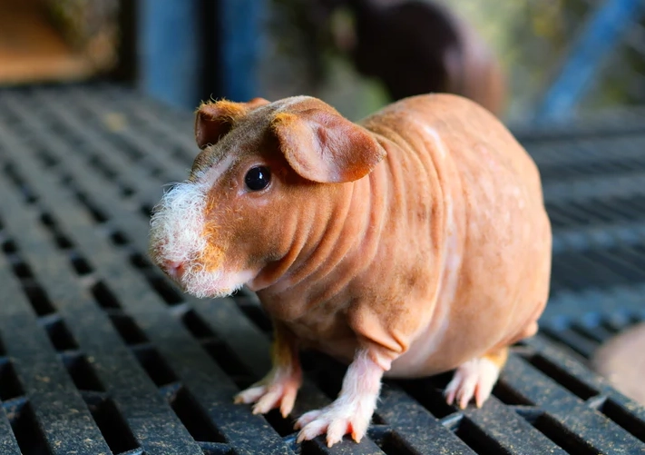 hairless guinea pig care