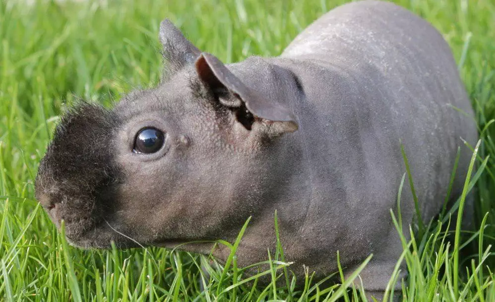 hairless guinea pig care