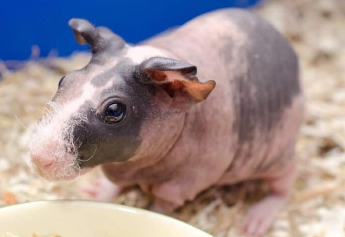hairless guinea pig health issues