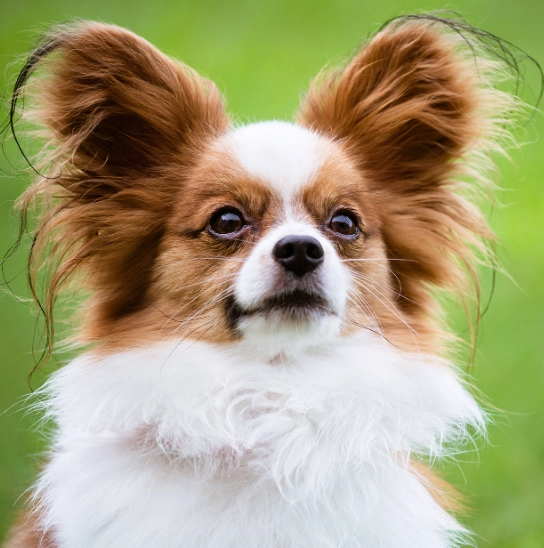 papillon dog breed