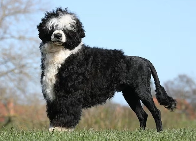 Portuguese Water Dog family pet