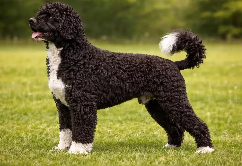 Portuguese Water Dog breed information