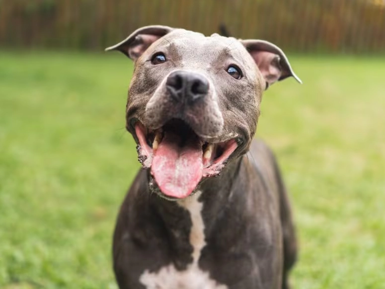 american pitbull terrier