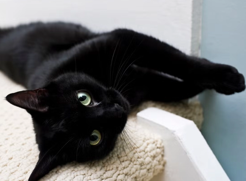 black cat personality