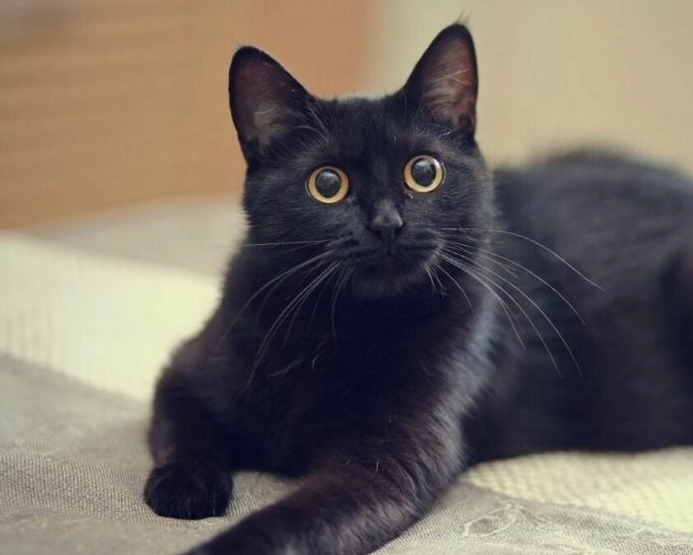 black cat care tips