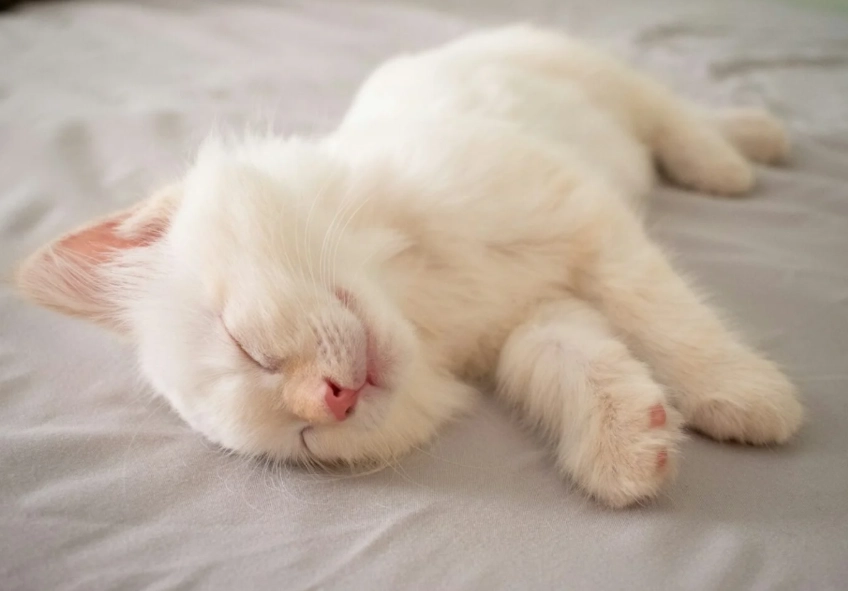 cat sleeping habits cat sleeping habits
