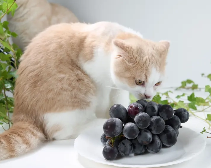 are grapes toxic to cats