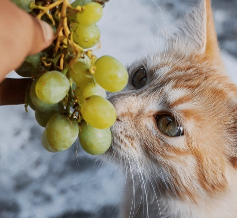 are grapes toxic to cats