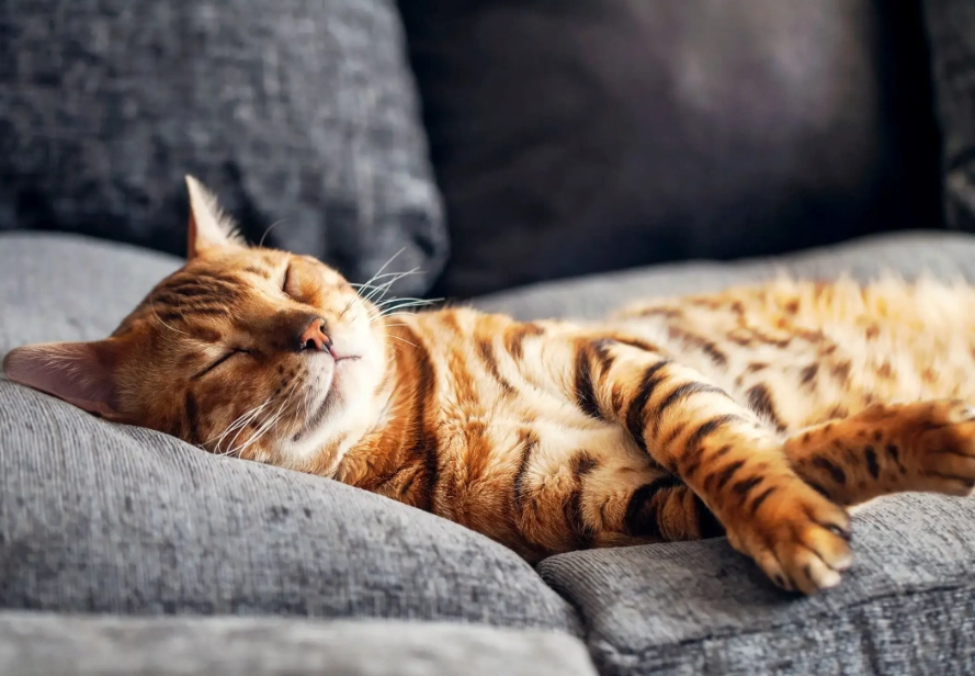 cat sleeping habits cat sleeping habits
