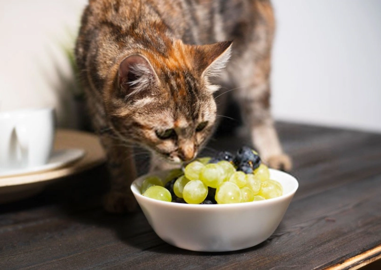 cat ate grape what to do