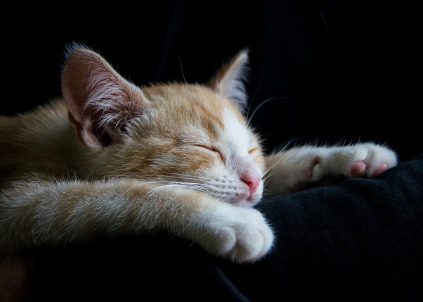 why cats sleep why cats sleep