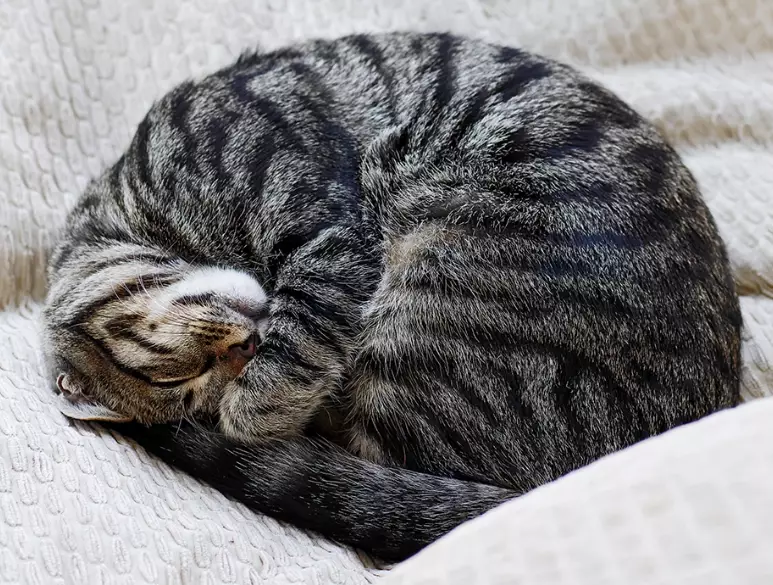 cat nap meaning cat nap meaning