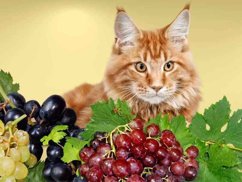 are grapes toxic to cats