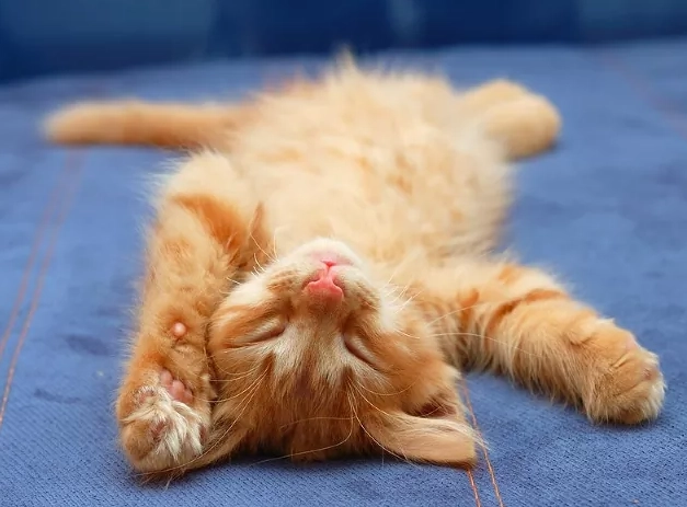 why cats sleep why cats sleep