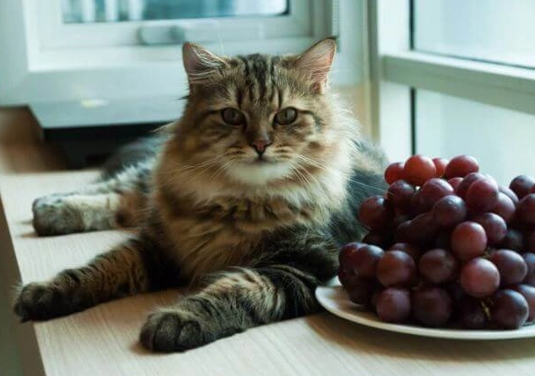 are grapes toxic to cats