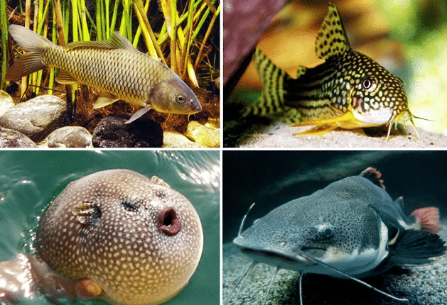 fish feeding guide fish feeding guide