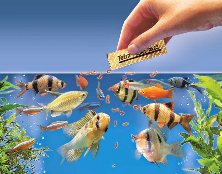 fish diet fish diet