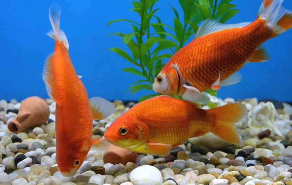 fish diet fish diet