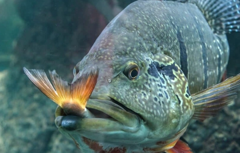 fish feeding guide fish feeding guide