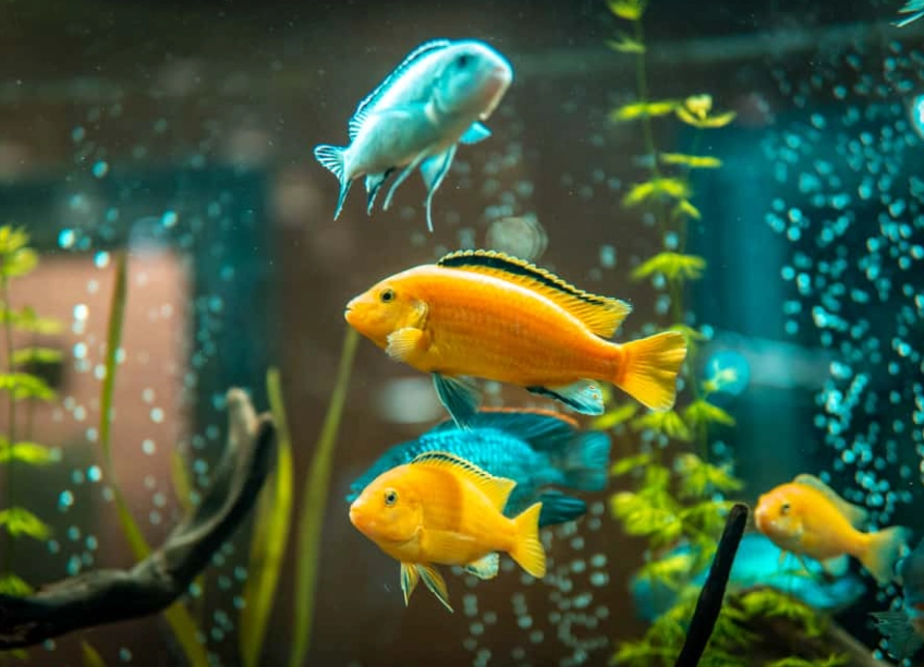 what do fish eat