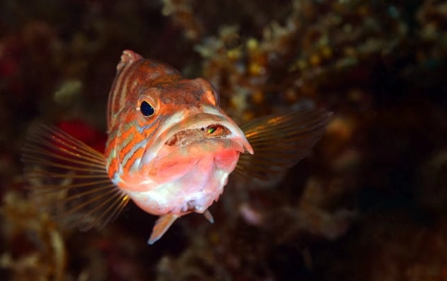 fish feeding guide fish feeding guide