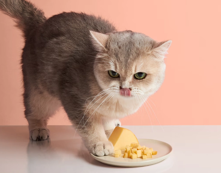 is cheese bad for cats