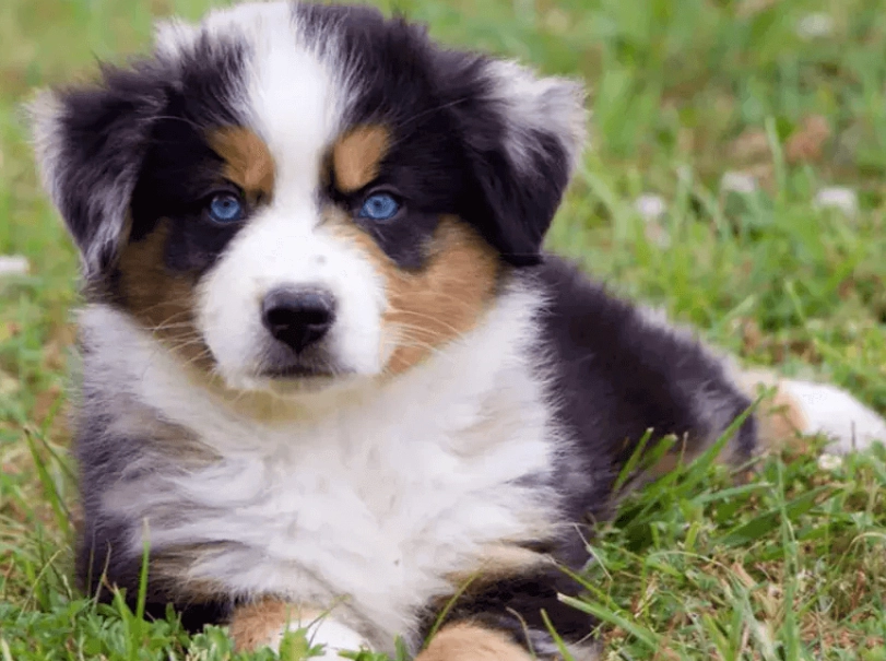 australian shepherd puppy
