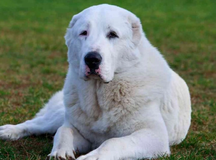 Central Asian Shepherd