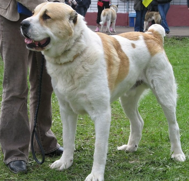 Alabai dog