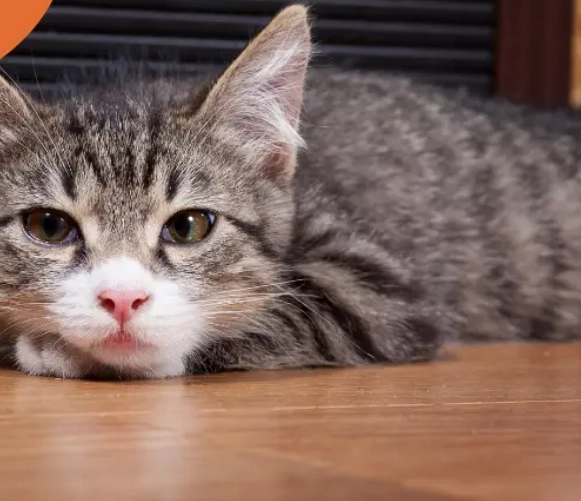kitten not gaining weight