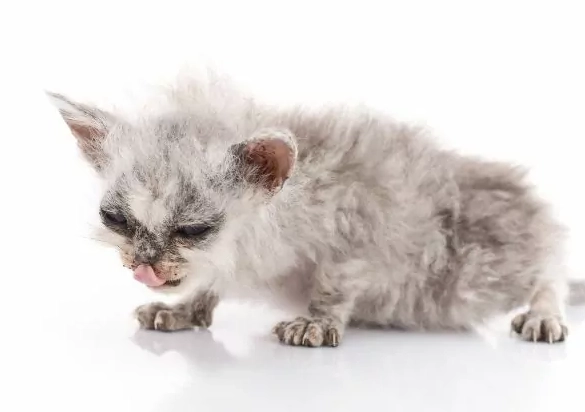 kitten not gaining weight