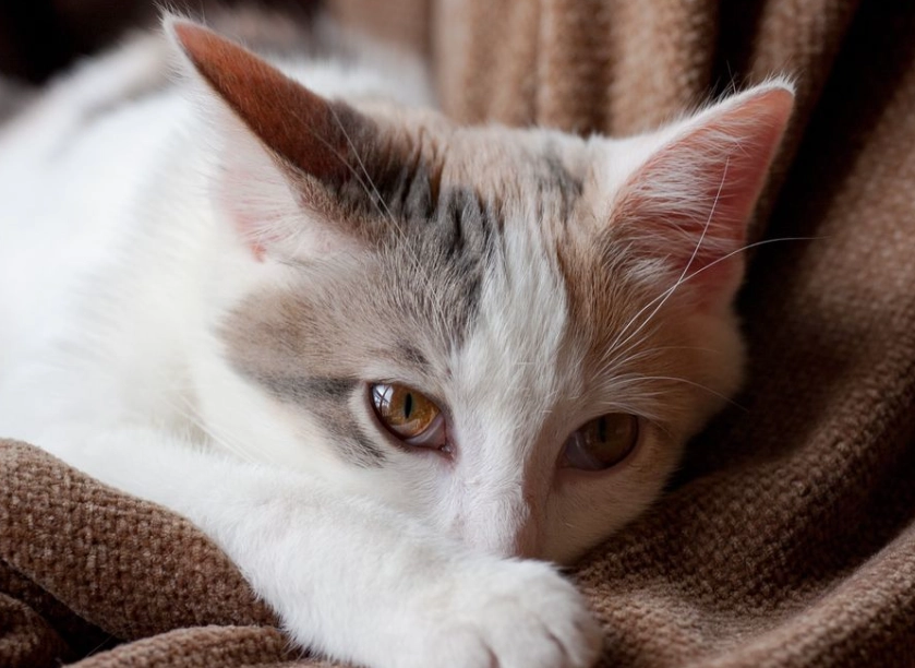 newborn kitten care