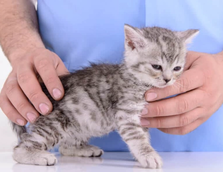 fading kitten syndrome