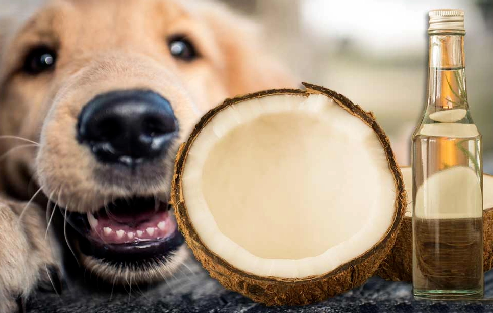 benefits of coconut oil for dogs
