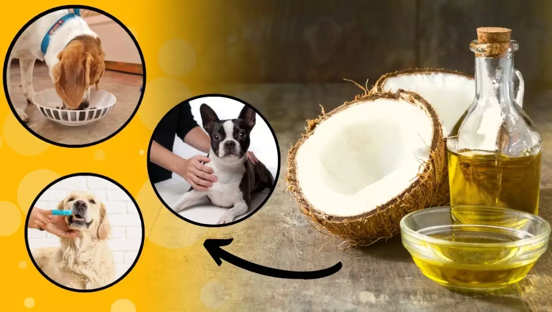 how to give coconut oil to dogs
