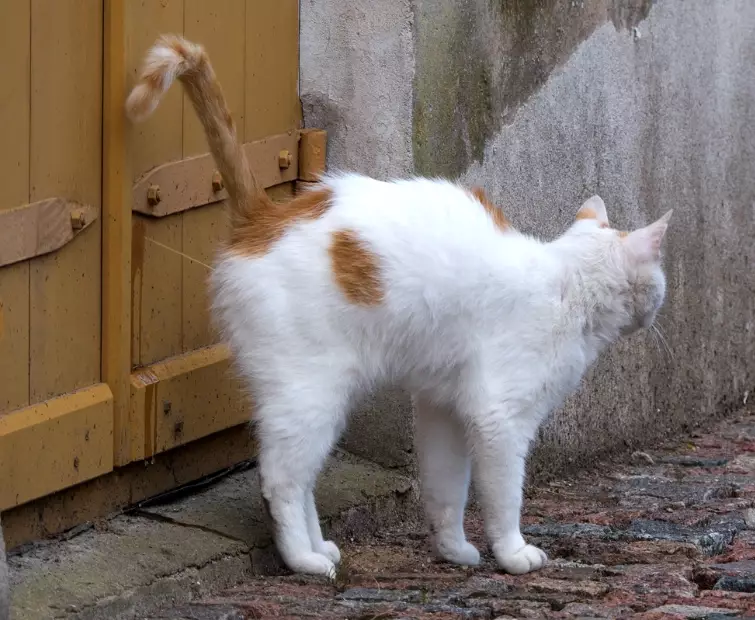 female cat spraying